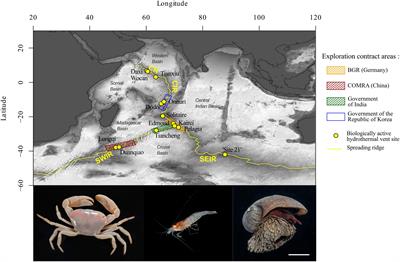 Structure and Connectivity of Hydrothermal Vent Communities Along the Mid-Ocean Ridges in the West Indian Ocean: A Review